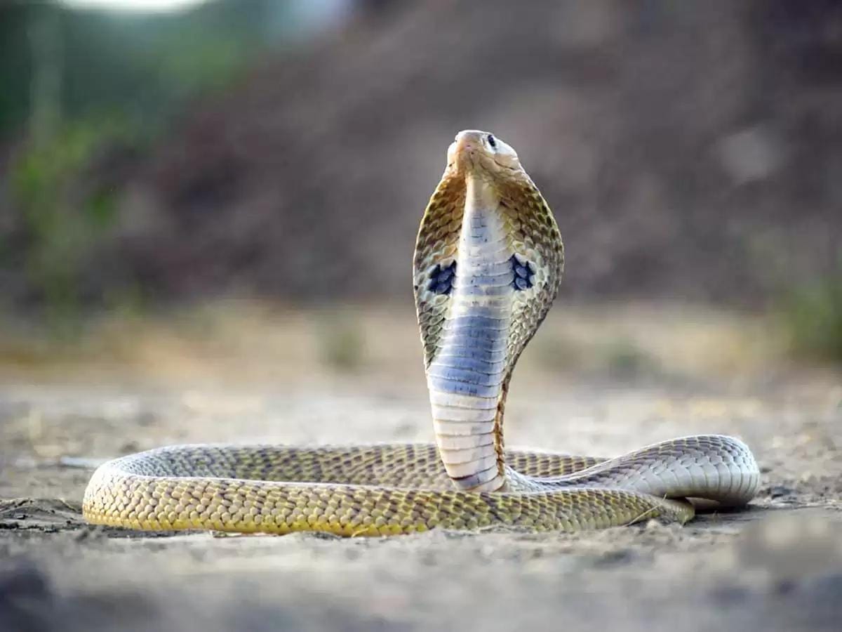 Snake in Dream Meaning Hindu Astrology: Not Ignore