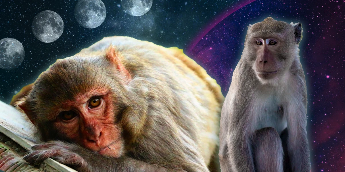 Seeing Monkey in Dream in Hinduism: 7 Powerful Meanings You Should Know