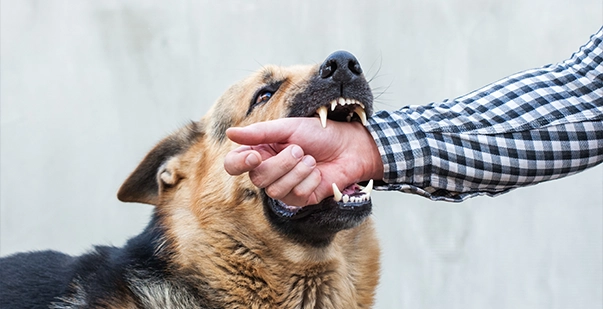 Dog Bite Dream Meaning