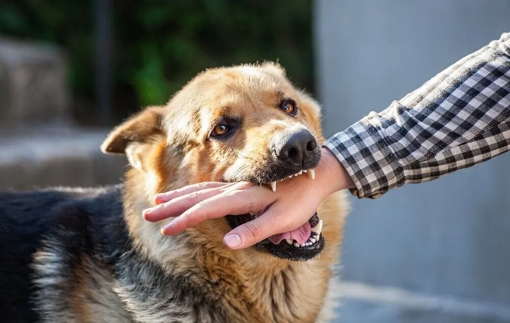 Dog Bite Dream