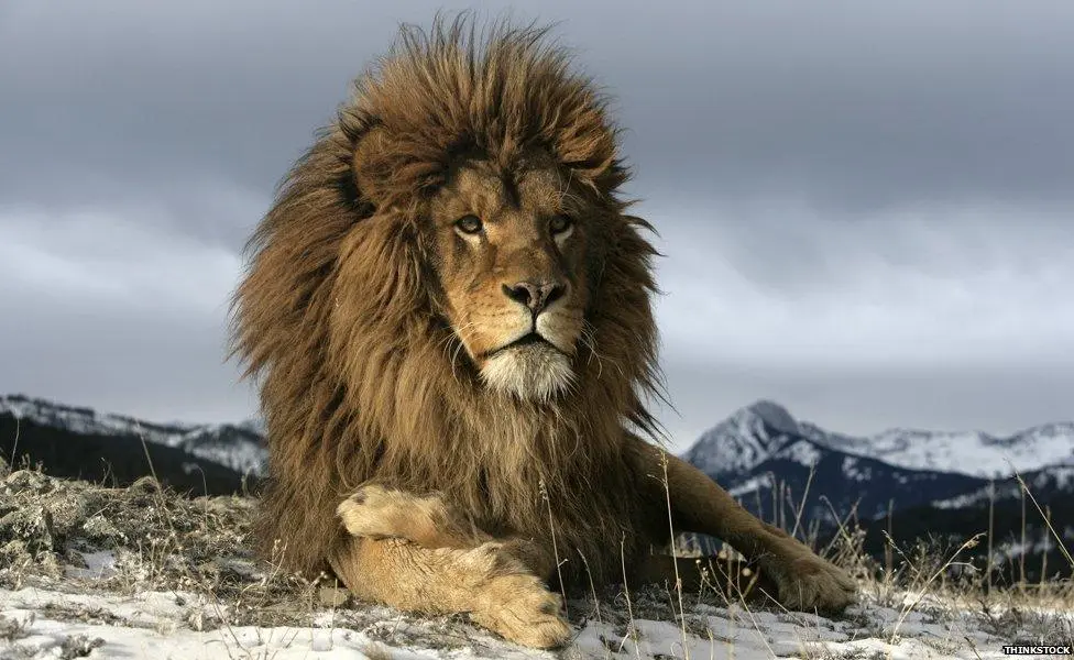 Lion Dream Meaning Hindu (1)
