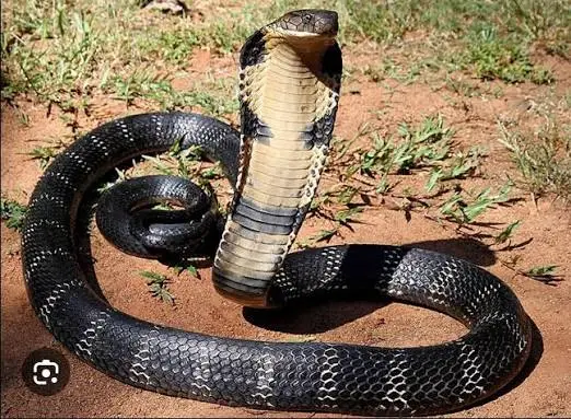 Cobra Dream Meanings
