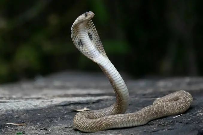 Cobra Dream