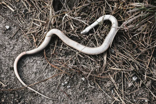 Dead Snake Dream Meaning