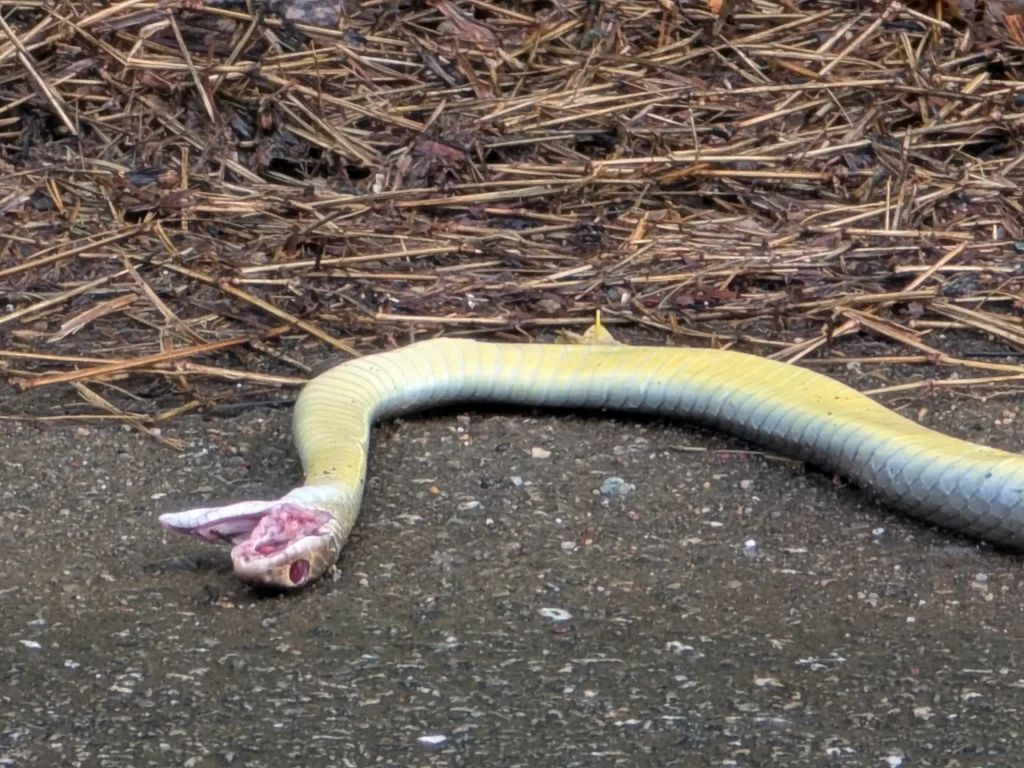 Dead snake in dream