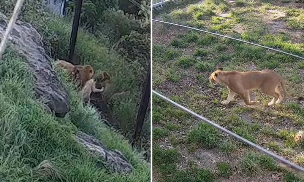 Escaping From A Lion Dream Meaning