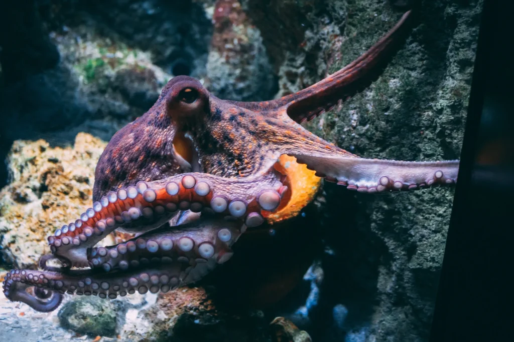 Octopus Dream meaning