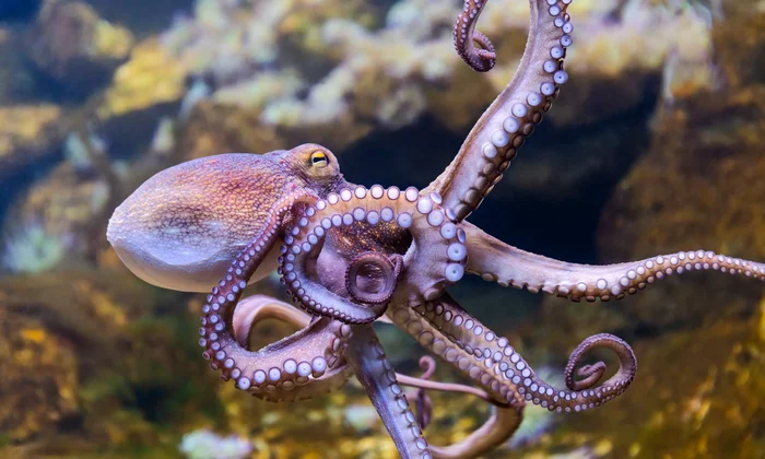Octopus in a Dreams