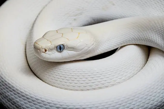 White Snake Dream Meanings