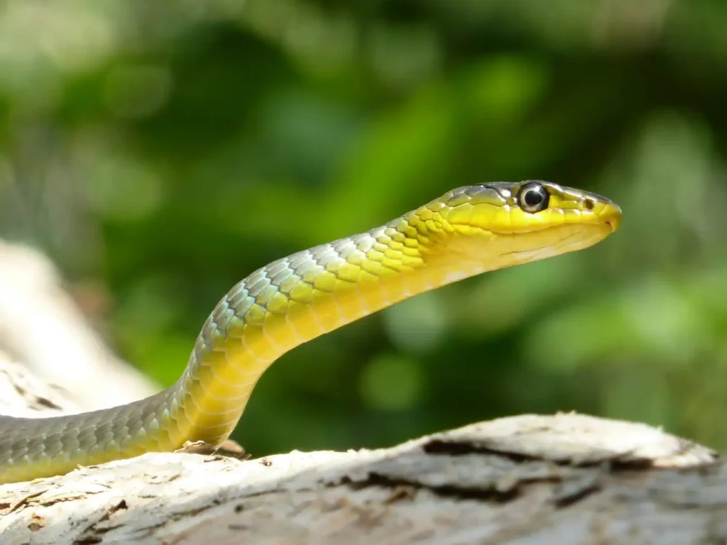 Green Snake Dream Meaning Spiritual