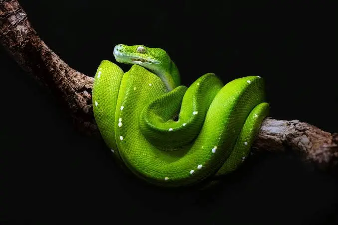 Green Snake Dream Meaning