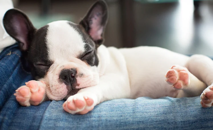 Dog Dream Meaning