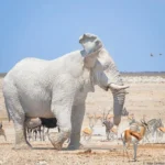 White Elephant Dream Meaning
